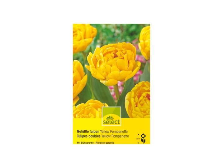 Select Blumenzwiebel Gefüllte Tulpen Pomponette ''