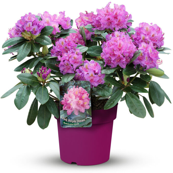 Pflanzen Rhododendron in Sorten 5 l Topf