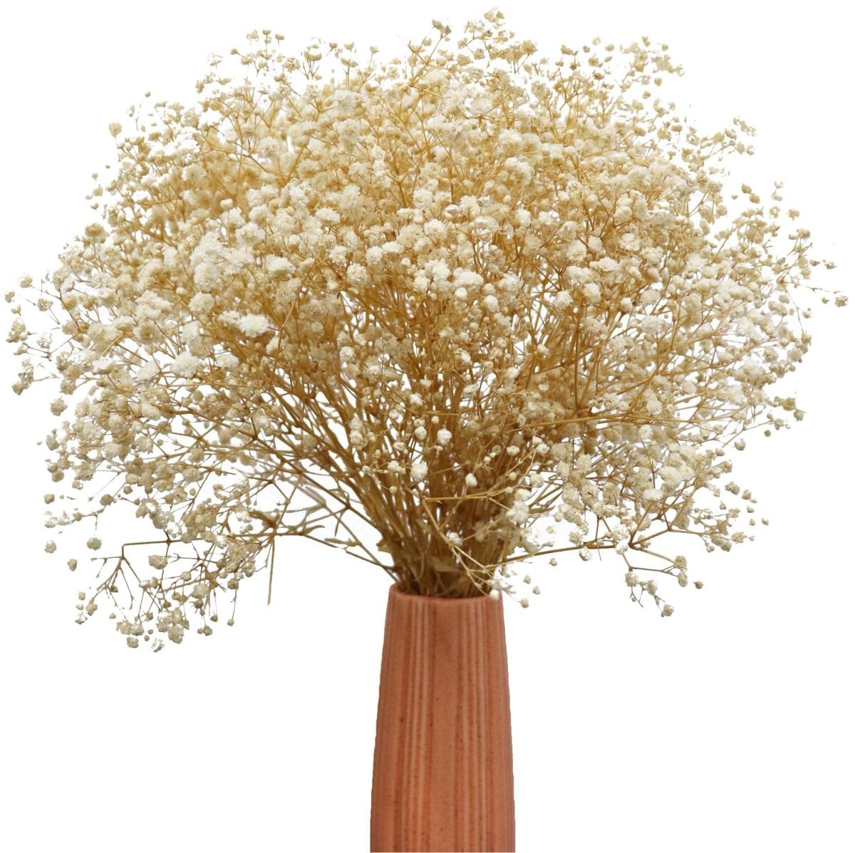 Dailygoods Witte Gedroogde Gypsophila Takken - Natuurlijke Decoratie voor Thuis en Bruiloften