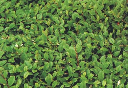 Bodendeckerpflanzen Kriechmispel Cotoneaster dammeri radicans 13c m Topf
