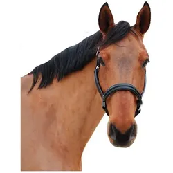 Canter, Halfter