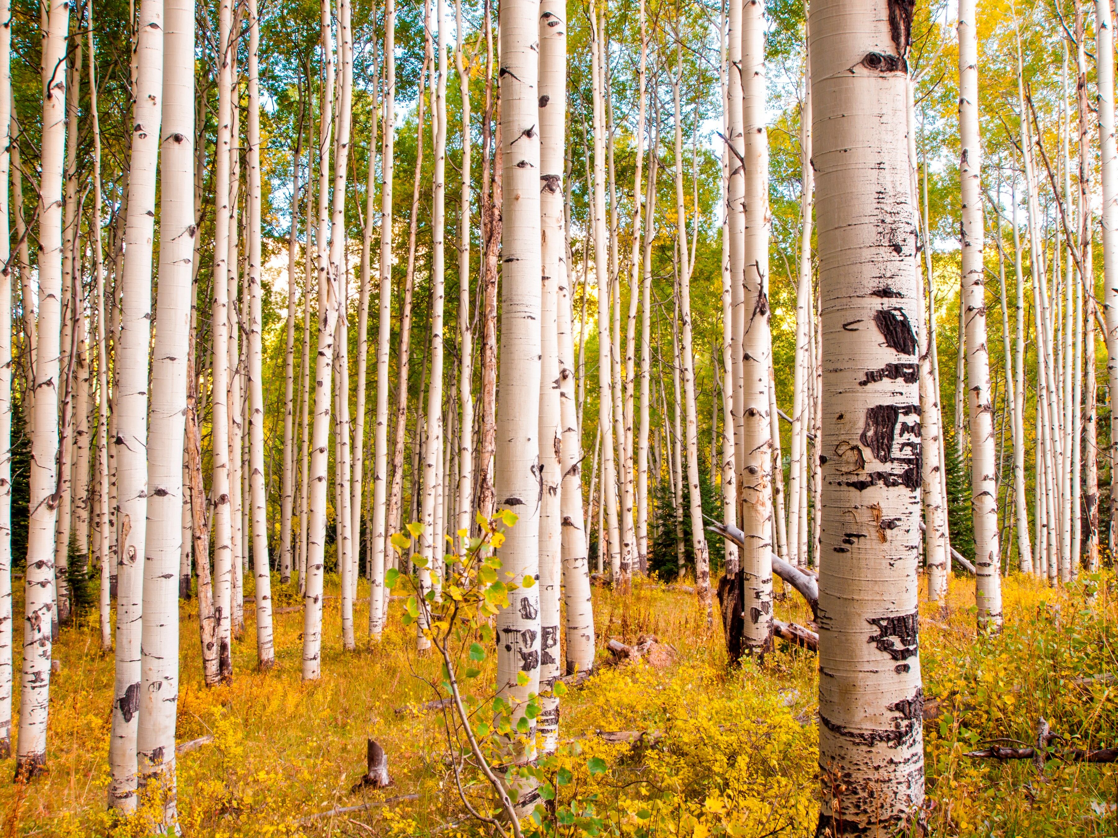 Fototapete PAPERMOON "Birches in Colorado Rocky Mountains", bunt, B:5m L:2,8m, Vlies, Tapeten, Fototapete bunt B/L: 5m x 2,8m, Bahnen: 10 Stk.