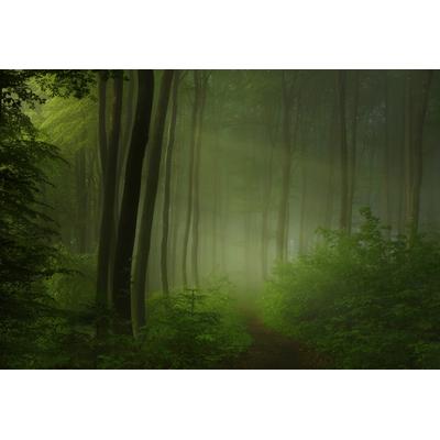 Fototapete PAPERMOON "Photo-Art NORBERT MAIER, WALDMORGEN", bunt, B:4m L:2,6m, Vlies, Tapeten