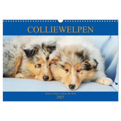 Colliewelpen - kleine Collies erobern die Welt (Wandkalender 2027 DIN A3 quer), CALVENDO Monatskalender