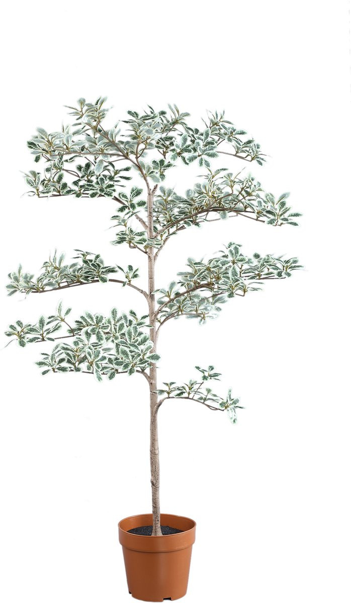 PTMD Madagascar amandelboom in zwarte pot - Tree Green