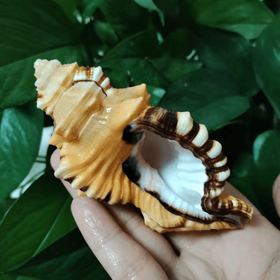 Inspire Curations Black Spotted Triton Sea Shell Natural Aquarium & Coastal Decor Specimen 8 10cm