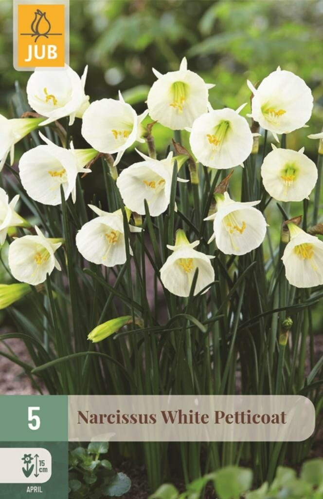 JUB Narcis witte petticoat 5 bloembollen