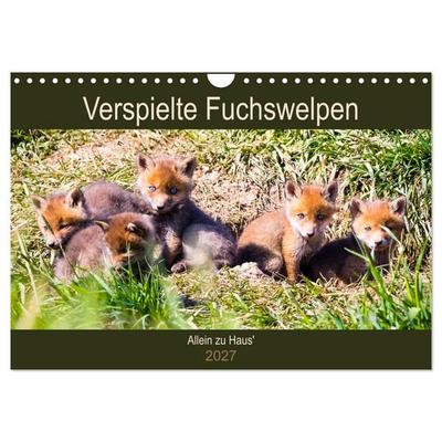 Verspielte Fuchswelpen - Allein zu Haus' (Wandkalender 2027 DIN A4 quer), CALVENDO Monatskalender
