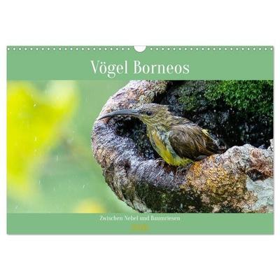 Zwischen Nebel und Baumriesen - Vögel Borneos (Wandkalender 2026 DIN A3 quer), CALVENDO Monatskalender