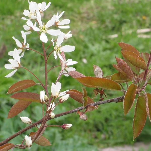 2 x Amelanchier lamarckii Vogelkers in pot, 60-80 cm