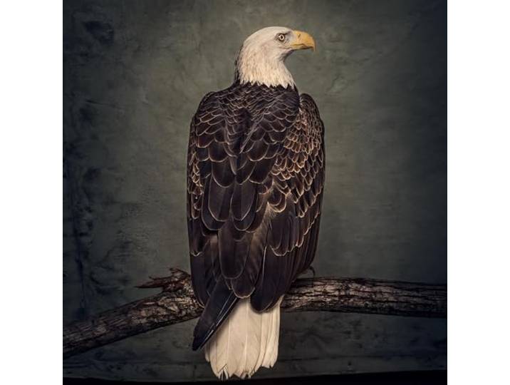 Clutch - Book Of Bad Decisions
