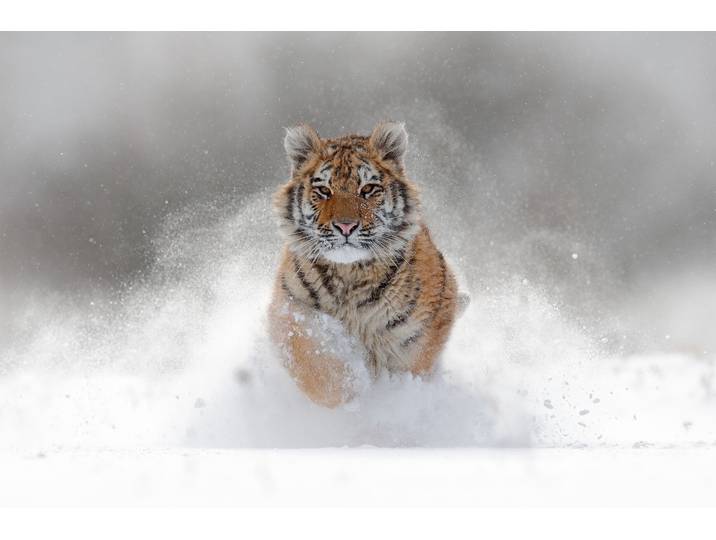 Fototapete PAPERMOON Siberian Tiger , bunt, B:1,5m L:1,11m, Vlies, Tapeten, Fototapete