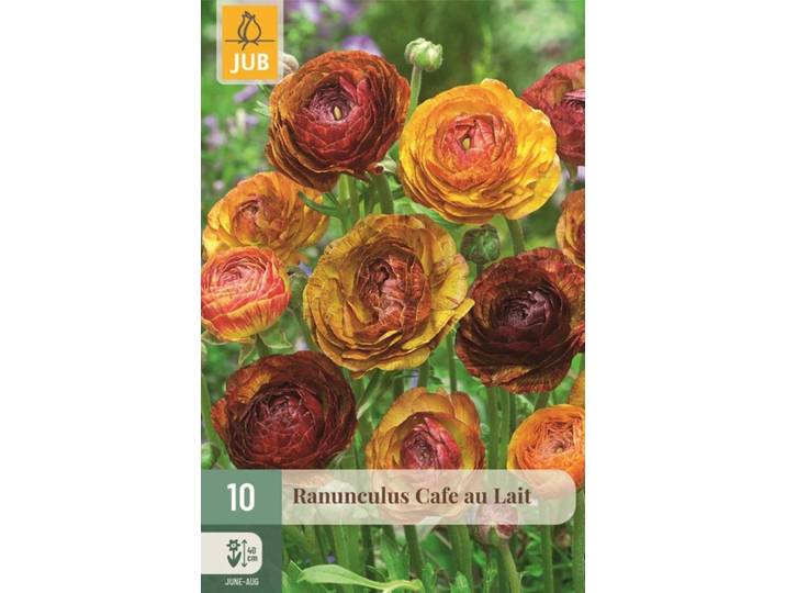 Ranunculus cafe au lait 10 knollen
