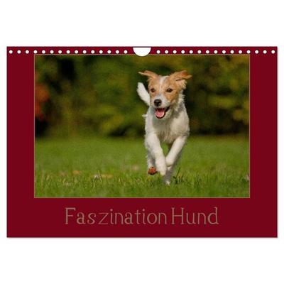 Faszination Hund (Wandkalender 2026 DIN A4 quer), CALVENDO Monatskalender