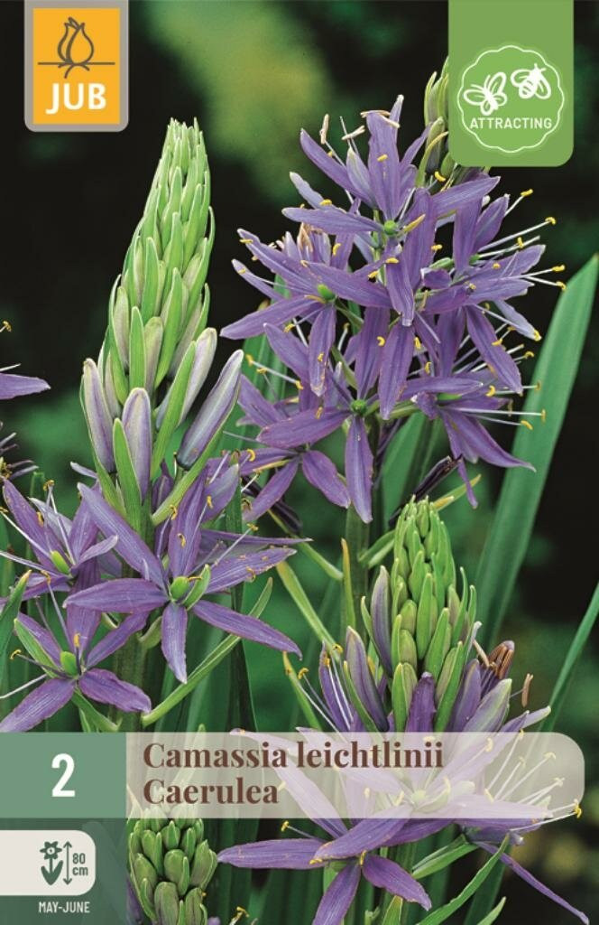 Jub Camassia leichtlinii caerulea 2 bollen