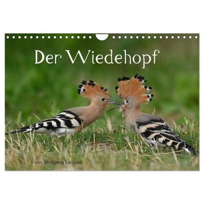 Der Wiedehopf (Wandkalender 2027 DIN A4 quer), CALVENDO Monatskalender