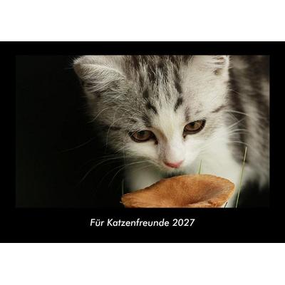 Für Katzenfreunde 2027 Fotokalender DIN A3