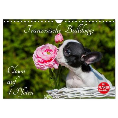 Französische Bulldogge - Clown auf 4 Pfoten (Wandkalender 2026 DIN A4 quer), CALVENDO Monatskalender