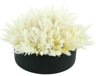 Creative Labs Pampas Grass in Round Fiberstone Planter - White, Black