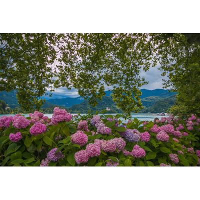 Fototapete PAPERMOON "Blumen am Fluss", bunt, B:2,5m L:1,86m, Vlies, Tapeten