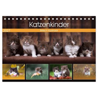 Katzenkinder - Britisch Kurzhaar (Tischkalender 2027 DIN A5 quer), CALVENDO Monatskalender