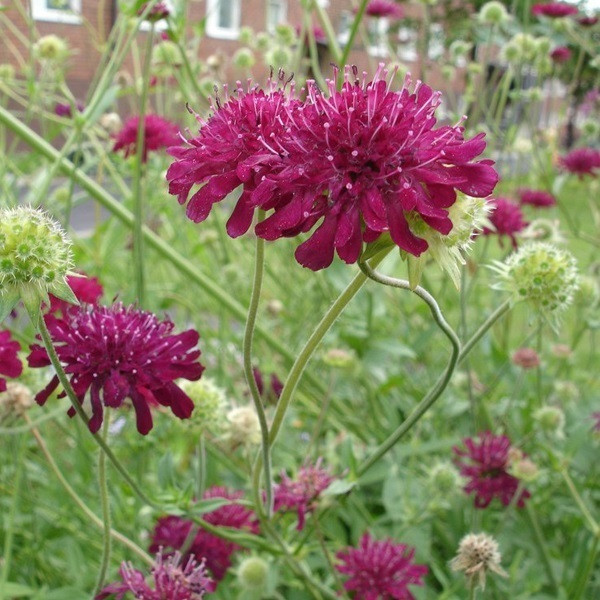 6 x Knautia macedonica Macedonische witwenbloem in pot van 9x9 cm van Arborix
