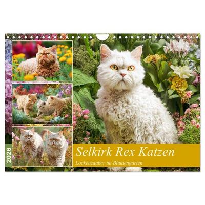 Selkirk Rex Katzen. Lockenzauber im Blumengarten (Wandkalender 2026 DIN A4 quer), CALVENDO Monatskalender