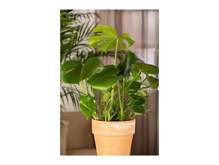 Home and More Fensterblatt Monstera Deliciosa ⌀ 24 cm