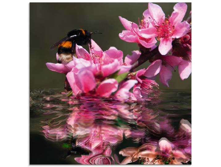 Glasbild ARTLAND Pfirsichblüte mit Hummel , pink (farbe bild(er): pink), B:30cm H:30cm, Bilder, Glasbild, in verschiedenen Grössen