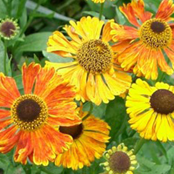 6x Zonnebloem Helenium Waltraut in pot van 9x9 cm van Arborix