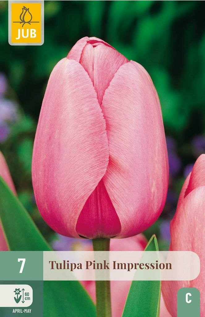 Jub Tulp Impression Pink 7 bollen
