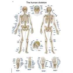 Lehrtafel The human skeleton  50x70cm