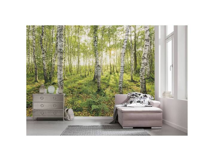 Papier peint intissé Birch Trees 400 x 250cm