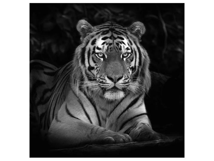 Alubild Imposanter Tiger image LAND