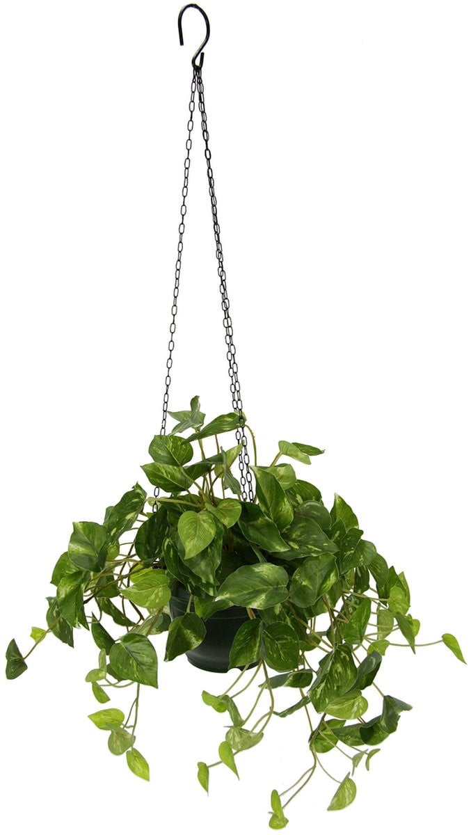 Merkloze groene hangplant voor volwassenen