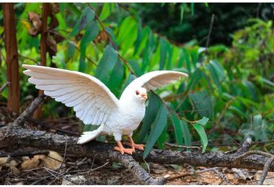 Hi-Line Gift Ltd. White Pigeon Spreads Wings