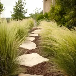Weiche Federgras - Stipa tennuissima 'Pony Tails' P12