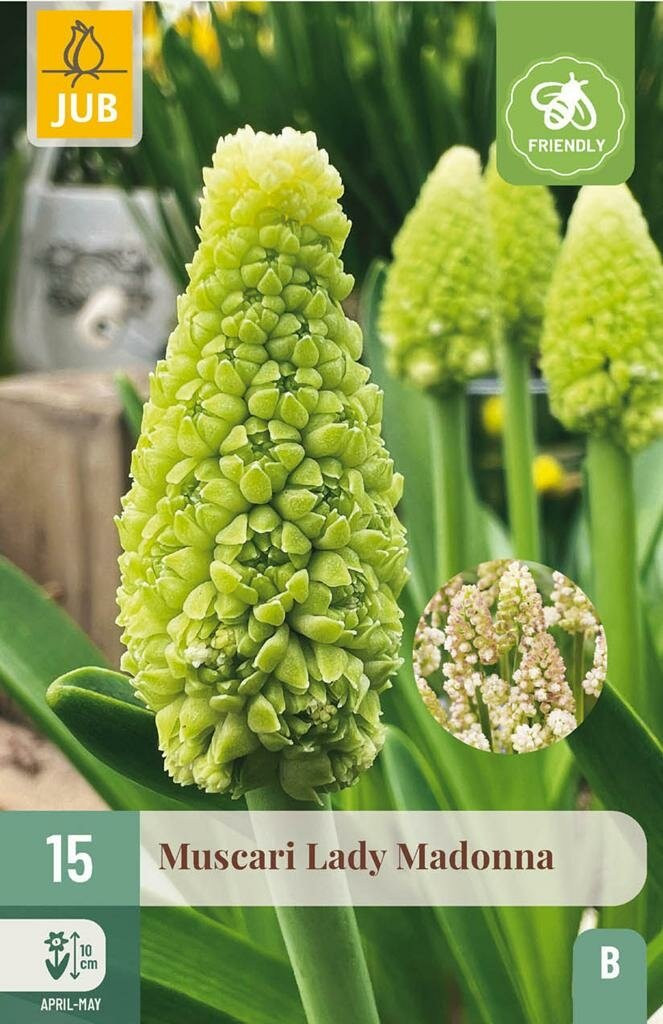 Muscari Lady Madonna 15 bollen