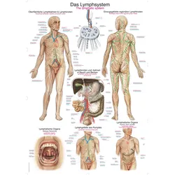 Lehrtafel Das Lymphsystem 50x70cm