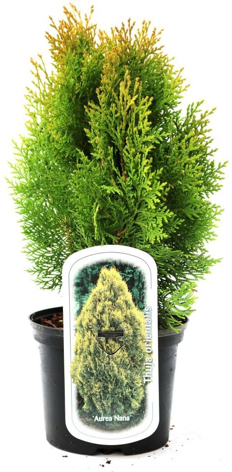 Pflanzen Gelber Lebensbaum Aurea Nana 25-30 cm 2 L Container