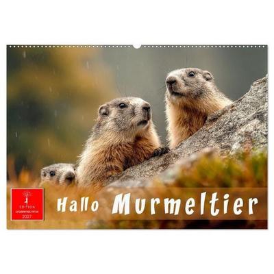 Hallo Murmeltier (Wandkalender 2027 DIN A2 quer), CALVENDO Monatskalender