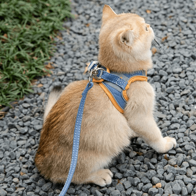PetsAreLife Harness And Leash Escape Proof Luminous Cat Vest Blue XL