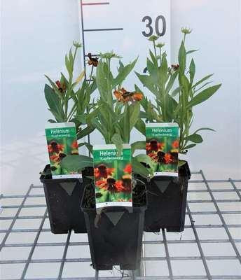 6 x Helenium hybr. Kupferzwerg Zonnebloem in pot van 9 x 9 cm van GRDplanten