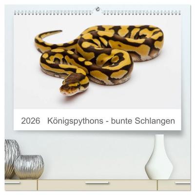 Königspythons - bunte Schlangen (hochwertiger Premium Wandkalender 2026 DIN A2 quer), Kunstdruck in Hochglanz