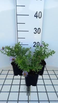 6 x Aster oblonga October Skies Herfstaster in pot van 9 x 9 cm van GRDplanten