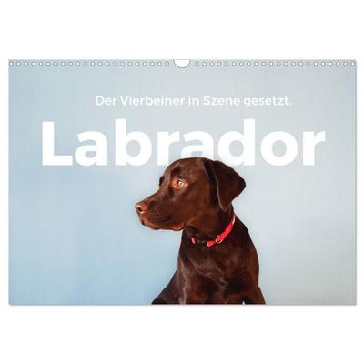 Labrador - Der Vierbeiner in Szene gesetzt. (Wandkalender 2027 DIN A3 quer), CALVENDO Monatskalender