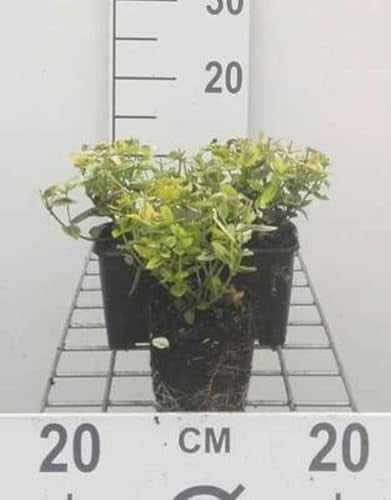 12x Euonymus fortuniana Em. n Gold Kardinaalsmuts in pot 9 x 9 cm