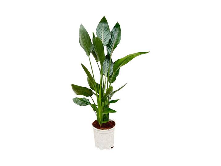 Strelitzia Reginae Ø19cm - Paradiesvogelblume