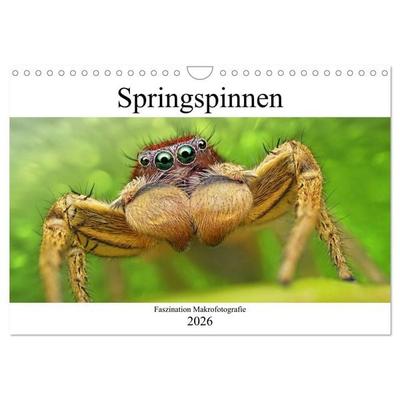 Faszination Makrofotografie: Springspinnen (Wandkalender 2026 DIN A4 quer), CALVENDO Monatskalender