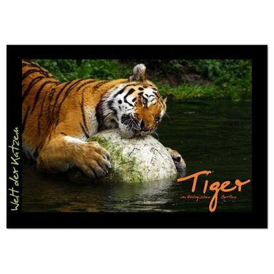 Welt der Katzen - Tiger (Tischkalender 2026 DIN A5 quer), CALVENDO Monatskalender